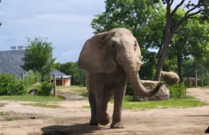 Погибла 47-летняя любимая слониха Лоис из зоопарка Канзас-Сити